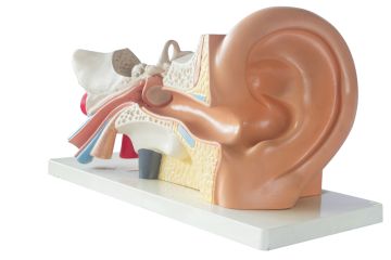 Diagram of inner ear